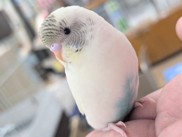 🌟最新画像🌟 カラフルパーティー🎉 セキセイインコ(4色ハルクイン)