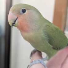 🌟ヒナエサ卒業🌟 遊ぶの大好き甘えん坊さん～🩷 コザクラインコ(ノーマル)