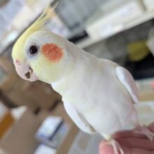 🌟遊ぶのすきぃ🌟 実はやんちゃさん～🌞 オカメインコ(ルチノー)