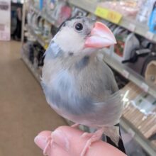 🌟イチオシ！🌟 遊ぶの大好き！手乗りさん～🌸 桜文鳥🐣