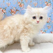 クリームブリュレのようなふわとろボーイ☆　スコティッシュフォールドの男のコ 2025.1/5撮影