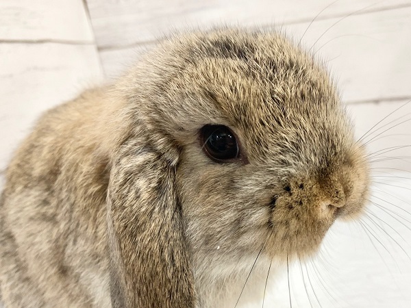 ロップイヤーラビット(チェスナット)　いっぱい食べる元気な子！