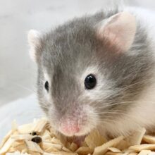 セーブルハムスター　レア模様？白多めな子が来ました！