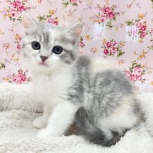 個性的な模様に一目惚れ♡　マンチカンの女のコ 2025.1/25撮影