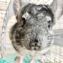 チンチラ（グレー）　男の子　ちょっとびびりだけどおやつ大好き♪