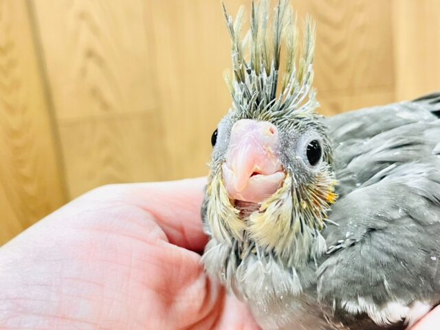 オカメインコ