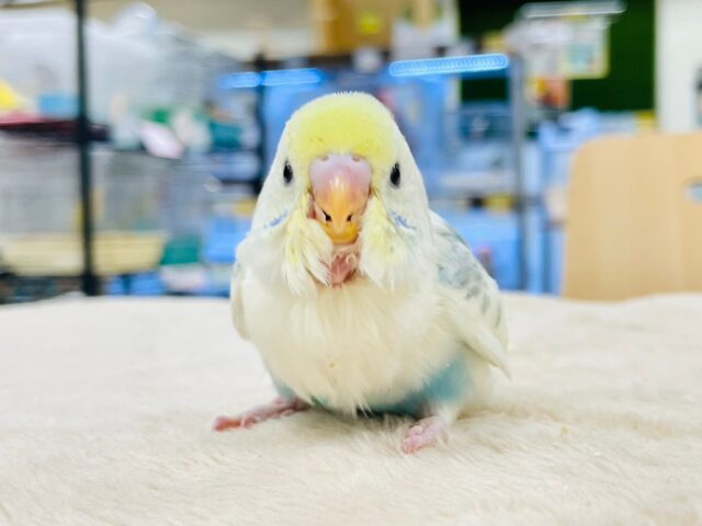 セキセイインコ