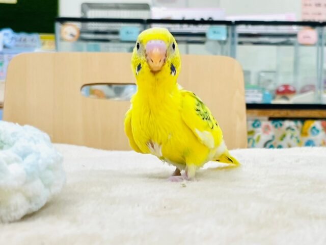 セキセイインコ