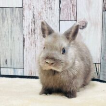 【最新画像更新🪄】超絶可愛いベビうさちゃん💓ネザーランドドワーフ（チョコレート）男の子