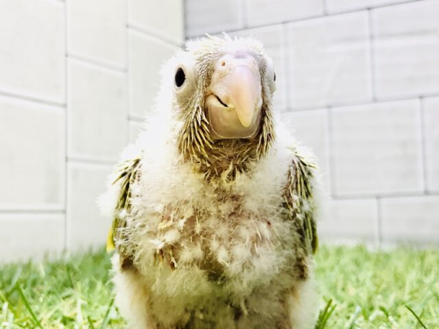 ホオミドリウロコインコ