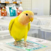 【動画更新🪄カゴデビューしました☆】フレッシュビタミン🌟コザクラインコ（ルチノー）ヒナ
