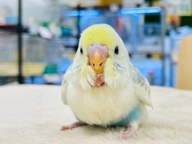 セキセイインコ