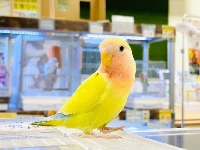 コザクラインコ（小桜インコ）