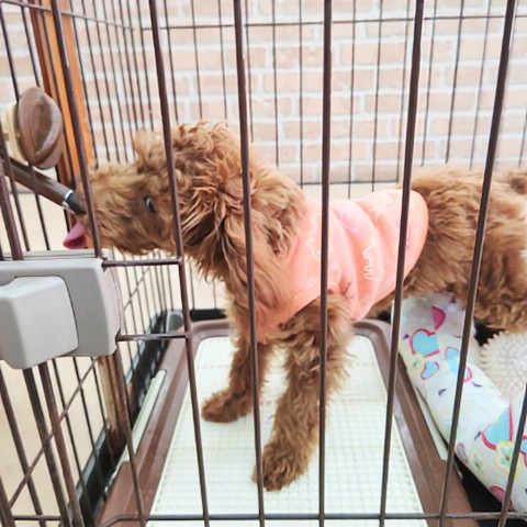 最新画像!動画あり!トイプードル(レッド)男の子♫甘々くんです💕 トイプードル