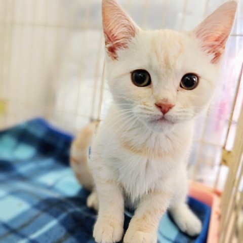 😸ねこちゃんフェス開催中! 説明画像です