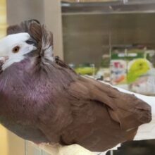 最新画像あります！今度はチョコレートカラーのジャコビン、フランソワーズ様がやって来た!!