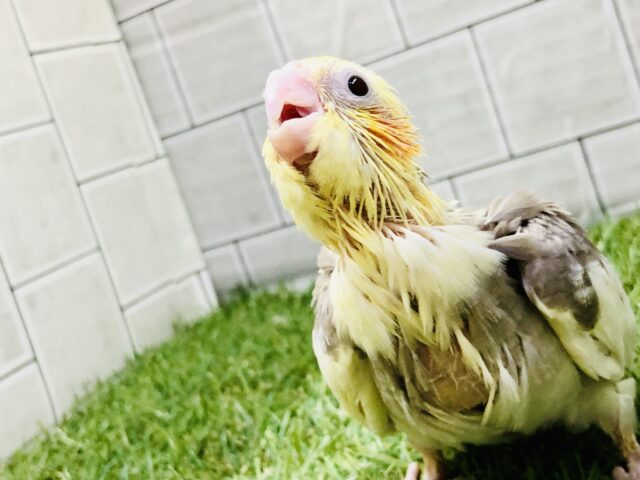 オカメインコ