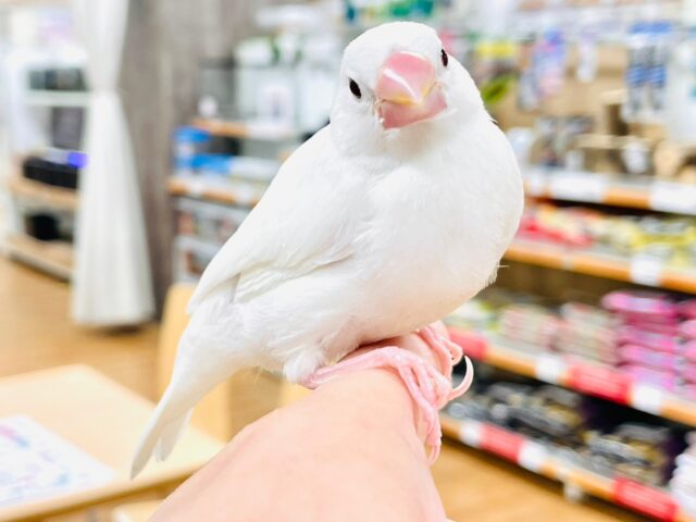 【最新画像更新🪄】真っ白でふわふわ！白文鳥 ヒナ