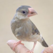 【動画更新🪄】最新画像になります☆　ただいま変身ちゅう♫　桜文鳥～～