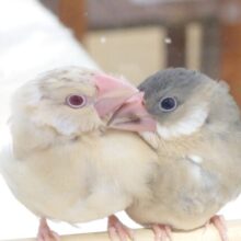 最新画像になります☆　ぬまぬしさま　シナモン文鳥～～