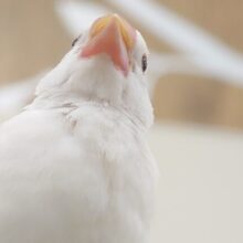 【最新画像・動画更新🪄】すべてがたまらなくなると。。ぬまぬま〜〜(*´ω`*)　白文鳥～～
