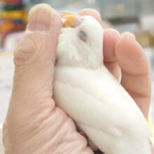 最新画像になります☆　ん～～～ーーーっ　セキセイインコ　アルビノ～～