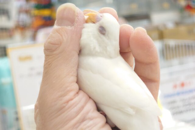 最新画像になります☆　ん～～～ーーーっ　セキセイインコ　アルビノ～～