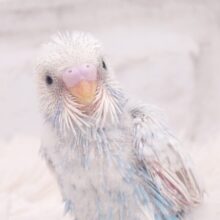 爽快ぶるー♪　表情ｽﾃｷに登場っ　セキセイインコ　スパングル〜〜