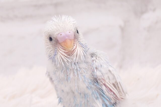 爽快ぶるー♪　表情ｽﾃｷに登場っ　セキセイインコ　スパングル〜〜