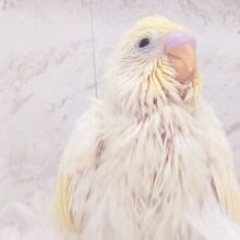 なんか、仕草がとっても惹かれる。。　ｷﾚｲなコ☆　セキセイインコ　クリーム〜〜