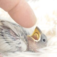 ちょいシャイ文さんっ　でも、慣れるとーー　かっぱぁーん☆　シルバー文鳥〜〜　