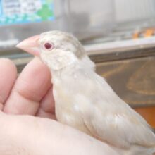 最新画像になります☆　ご満悦表情１２０点☆彡　　シナモン文鳥～～