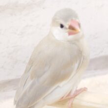 ﾚｱさん☆　ドッキドキしますねぇ～　色変わり文鳥～～～　