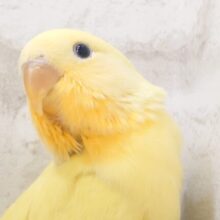 丸い「ふぉるむ」でｶﾄﾞが」ない～♪　コザクラインコ　オレンジフェイスシナモン～～マル
