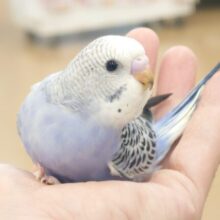 最新画像になります☆　おさまり感、たまらんですっ♫　セキセイインコ　オパーリン〜〜