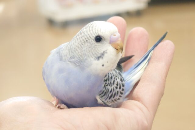 最新画像になります☆　おさまり感、たまらんですっ♫　セキセイインコ　オパーリン〜〜