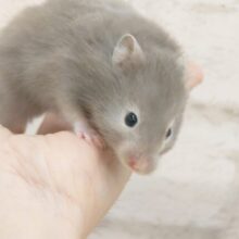 密着☆彡！！　セーブルハムスター〜〜