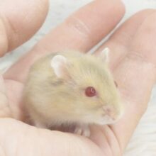ちっこいｶﾗﾀﾞが見せる足ｶｷｶｷ☆彡　ﾚｱ種な　ルビーアイイエローハムスター～～