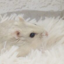 まったり。。マンだりぃ～　マンダリンハムスター　－－～～☆☆　