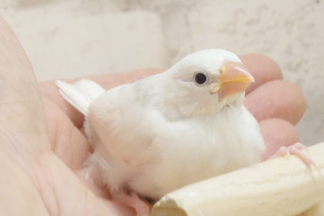 最新画像になります☆　お宝もの、見っけた♫　白文鳥〜〜