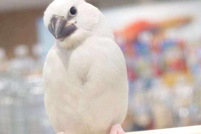 ちゃーーっ！チャッ☆　む、ム、、無。。　シルバー文鳥〜〜