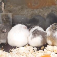 十人十色☆　五色５ロボろふースキ♡(-ω☆)　ロボロフスキーハムスター〜〜
