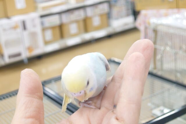 セキセイインコ