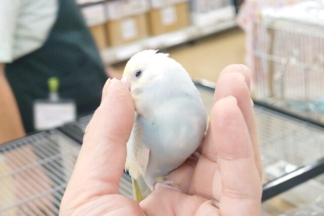 セキセイインコ