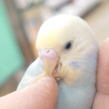 知ってます？世界さいきょうﾜｰﾄﾞ『だっこ♫』　セキセイインコ　パステルレインボー～～