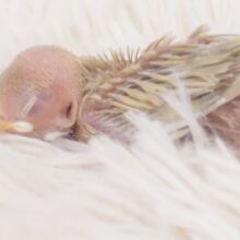 ふかふか大好きーー。。暖かいからねぇ～～　シナモン文鳥～～