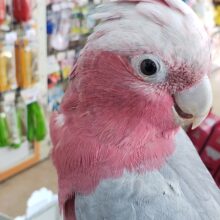 🌟最新画像🌟  かわいいおてんばモモちゃん～🍑 モモイロインコ(女の子)
