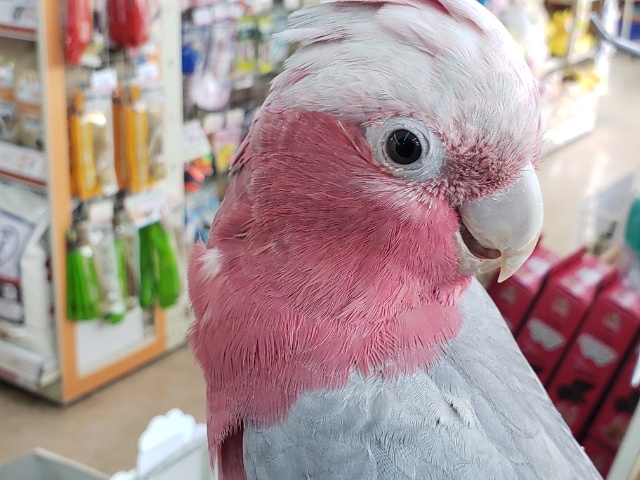 🌟最新画像🌟 かわいいおてんばモモちゃん～🍑 モモイロインコ(女の子)