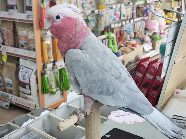 モモイロインコ