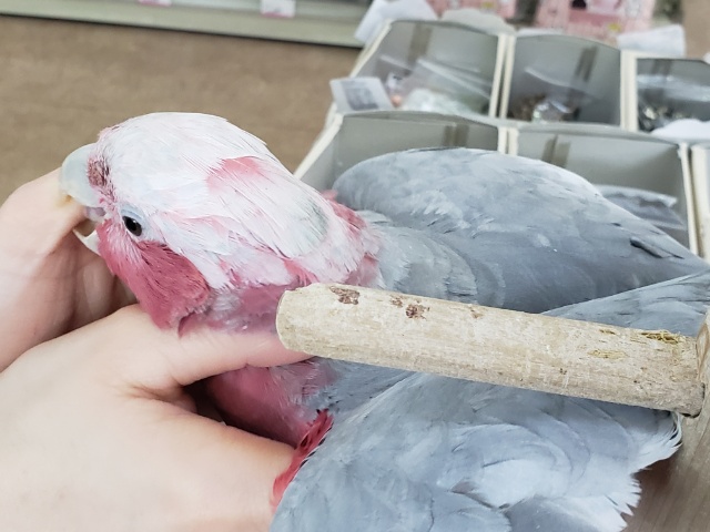 モモイロインコ